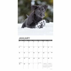 Promo ❤️ 2023 Just Black Lab Puppies Wall Calendar by Willow Creek Press 🥰 -Cheap Willow Creek Press Store D669982S 3