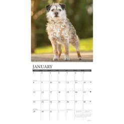 New 🎉 2023 Just Border Terriers Wall Calendar by Willow Creek Press 👍 -Cheap Willow Creek Press Store D669983S 3