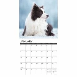 Flash Sale 🛒 2023 Just Border Collies Wall Calendar by Willow Creek Press 🤩 -Cheap Willow Creek Press Store D669984S 3