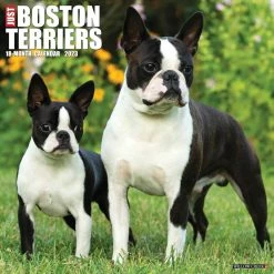 Brand new โค๏ธ 2023 Just Boston Terriers Wall Calendar by Willow Creek Press ๐