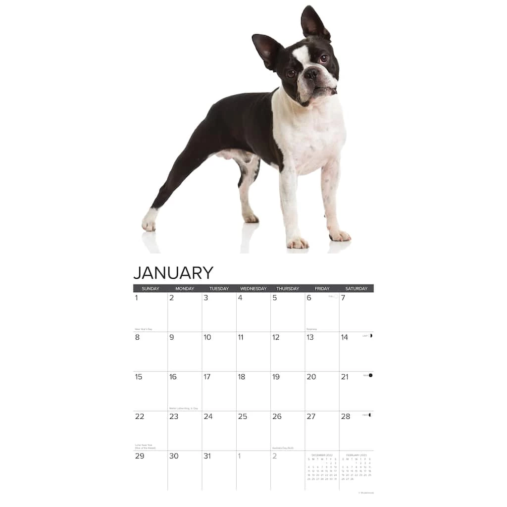 Brand new โค๏ธ 2023 Just Boston Terriers Wall Calendar by Willow Creek Press ๐ 3 Brand new โค๏ธ 2023 Just Boston Terriers Wall Calendar by Willow Creek Press ๐ - Image 3