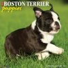 Buy 🛒 2023 Just Boston Terrier Puppies Wall Calendar by Willow Creek Press 🥰