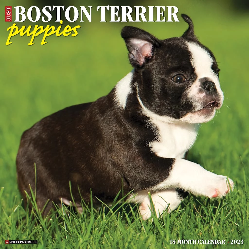 Buy π 2023 Just Boston Terrier Puppies Wall Calendar by Willow Creek Press π₯° 1 Buy π 2023 Just Boston Terrier Puppies Wall Calendar by Willow Creek Press π₯°