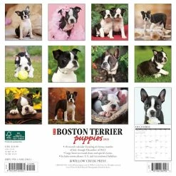 Buy π 2023 Just Boston Terrier Puppies Wall Calendar by Willow Creek Press π₯° 5 Buy π 2023 Just Boston Terrier Puppies Wall Calendar by Willow Creek Press π₯° -Cheap Willow Creek Press Store D669987S 2