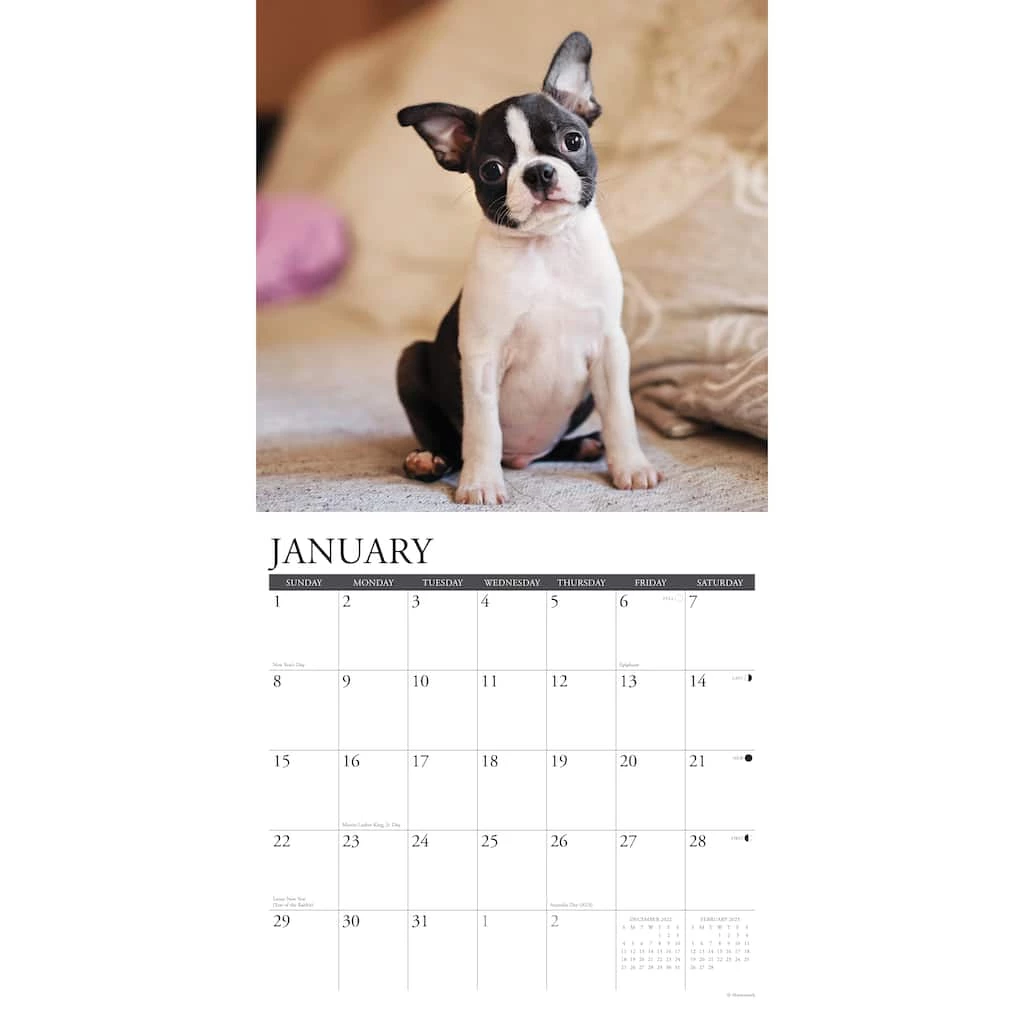 Buy π 2023 Just Boston Terrier Puppies Wall Calendar by Willow Creek Press π₯° 3 Buy π 2023 Just Boston Terrier Puppies Wall Calendar by Willow Creek Press π₯° - Image 3