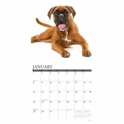 Cheap 💯 2023 Just Boxers Wall Calendar by Willow Creek Press ✨ -Cheap Willow Creek Press Store D669988S 3