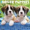 New ⭐ 2023 Just Boxer Puppies Wall Calendar by Willow Creek Press 🔥