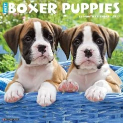 New ⭐ 2023 Just Boxer Puppies Wall Calendar by Willow Creek Press 🔥