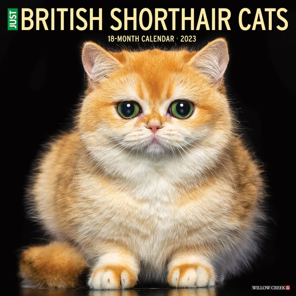 Best Sale 🔥 2023 British Shorthair Cats Wall Calendar by Willow Creek Press 😍 1 Best Sale 🔥 2023 British Shorthair Cats Wall Calendar by Willow Creek Press 😍