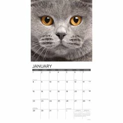 Best Sale 🔥 2023 British Shorthair Cats Wall Calendar by Willow Creek Press 😍 6 Best Sale 🔥 2023 British Shorthair Cats Wall Calendar by Willow Creek Press 😍 -Cheap Willow Creek Press Store D669991S 3