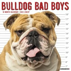 Wholesale 🔔 2023 Bulldog Bad Boys Wall Calendar by Willow Creek Press ✨