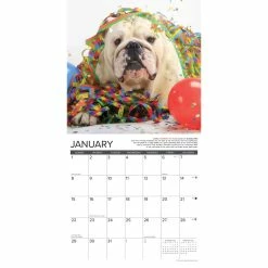 Wholesale 🔔 2023 Bulldog Bad Boys Wall Calendar by Willow Creek Press ✨ -Cheap Willow Creek Press Store D669993S 3