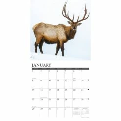 Deals 💯 2023 Bull Elk Wall Calendar by Willow Creek Press 🔥 -Cheap Willow Creek Press Store D669994S 3