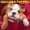 Promo 🌟 2023 Just Bulldog Puppies Wall Calendar by Willow Creek Press 💯