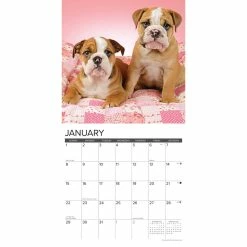 Promo 🌟 2023 Just Bulldog Puppies Wall Calendar by Willow Creek Press 💯 -Cheap Willow Creek Press Store D669995S 3