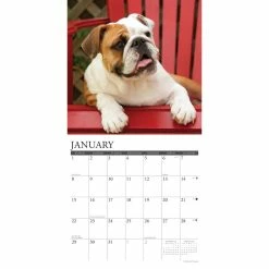 Best Sale โ๏ธ 2023 Just Bulldogs Wall Calendar by Willow Creek Press ๐ฏ 6 Best Sale โ๏ธ 2023 Just Bulldogs Wall Calendar by Willow Creek Press ๐ฏ -Cheap Willow Creek Press Store D669996S 3