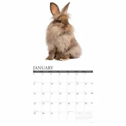 Brand new 🔔 2023 Just Bunnies Wall Calendar by Willow Creek Press 😍 6 Brand new 🔔 2023 Just Bunnies Wall Calendar by Willow Creek Press 😍 -Cheap Willow Creek Press Store D669997S 3