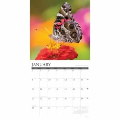 Coupon 🎁 2023 Butterflies Wall Calendar by Willow Creek Press 💯 -Cheap Willow Creek Press Store D669998S 3