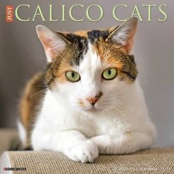 Best reviews of ⭐ 2023 Just Calico Cats Wall Calendar by Willow Creek Press 🔔
