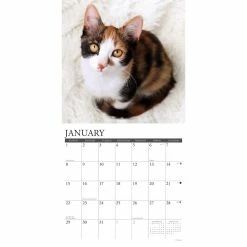 Best reviews of ⭐ 2023 Just Calico Cats Wall Calendar by Willow Creek Press 🔔 -Cheap Willow Creek Press Store D670000S 3