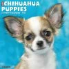 Best deal 🥰 2023 Just Chihuahua Puppies Wall Calendar by Willow Creek Press ❤️