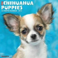 Best deal 🥰 2023 Just Chihuahua Puppies Wall Calendar by Willow Creek Press ❤️