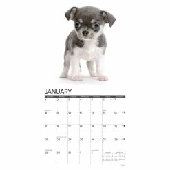 Best deal 🥰 2023 Just Chihuahua Puppies Wall Calendar by Willow Creek Press ❤️ -Cheap Willow Creek Press Store D670018S 3