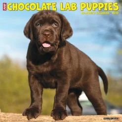 Cheapest ✨ 2023 Just Chocolate Lab Puppies Wall Calendar by Willow Creek Press 🔥