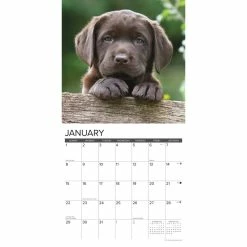 Cheapest ✨ 2023 Just Chocolate Lab Puppies Wall Calendar by Willow Creek Press 🔥 -Cheap Willow Creek Press Store D670020S 3