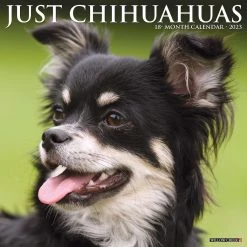Cheap ๐ 2023 Just Chihuahuas Wall Calendar by Willow Creek Press ๐