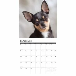 Cheap 🛒 2023 Just Chihuahuas Wall Calendar by Willow Creek Press 🎁 -Cheap Willow Creek Press Store D670021S 3