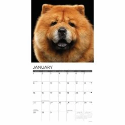 Cheapest 🛒 2023 Just Chow Chows Wall Calendar by Willow Creek Press 😀 -Cheap Willow Creek Press Store D670023S 3