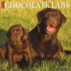 Best Pirce ⌛ 2023 Just Chocolate Labs Wall Calendar by Willow Creek Press 😍