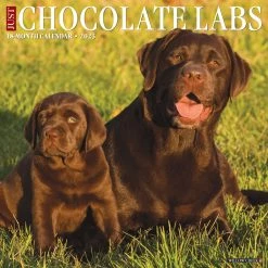 Best Pirce ⌛ 2023 Just Chocolate Labs Wall Calendar by Willow Creek Press 😍