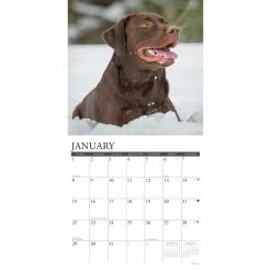 Best Pirce ⌛ 2023 Just Chocolate Labs Wall Calendar by Willow Creek Press 😍 -Cheap Willow Creek Press Store D670024S 3