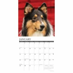 Discount ๐ 2023 Just Collies Wall Calendar by Willow Creek Press ๐งจ 6 Discount ๐ 2023 Just Collies Wall Calendar by Willow Creek Press ๐งจ -Cheap Willow Creek Press Store D670037S 3