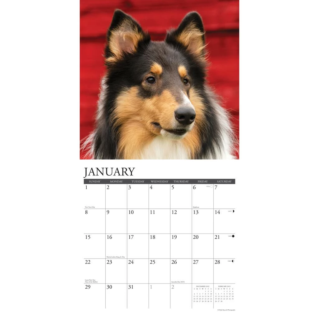 Discount ๐ 2023 Just Collies Wall Calendar by Willow Creek Press ๐งจ 3 Discount ๐ 2023 Just Collies Wall Calendar by Willow Creek Press ๐งจ - Image 3