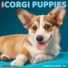 Deals 🤩 2023 Just Corgi Puppies Wall Calendar by Willow Creek Press ✨