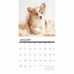 Deals 🤩 2023 Just Corgi Puppies Wall Calendar by Willow Creek Press ✨ 6 Deals 🤩 2023 Just Corgi Puppies Wall Calendar by Willow Creek Press ✨ -Cheap Willow Creek Press Store D670039S 3