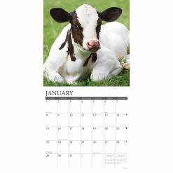 Top 10 🥰 2023 Just Cows Wall Calendar by Willow Creek Press 🥰 -Cheap Willow Creek Press Store D670046S 3