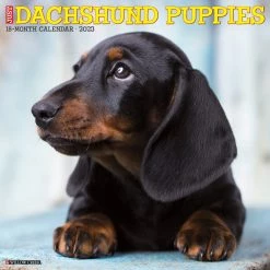 Hot Sale 🤩 2023 Just Dachshund Puppies Wall Calendar by Willow Creek Press 🔥