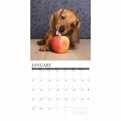 Hot Sale 🤩 2023 Just Dachshund Puppies Wall Calendar by Willow Creek Press 🔥 -Cheap Willow Creek Press Store D670048S 3
