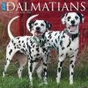 Hot Sale 😍 2023 Just Dalmatians Wall Calendar by Willow Creek Press 👍