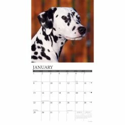 Hot Sale 😍 2023 Just Dalmatians Wall Calendar by Willow Creek Press 👍 -Cheap Willow Creek Press Store D670050S 3