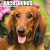 Flash Sale ❤️ 2023 Just Dachshunds Wall Calendar by Willow Creek Press 🧨