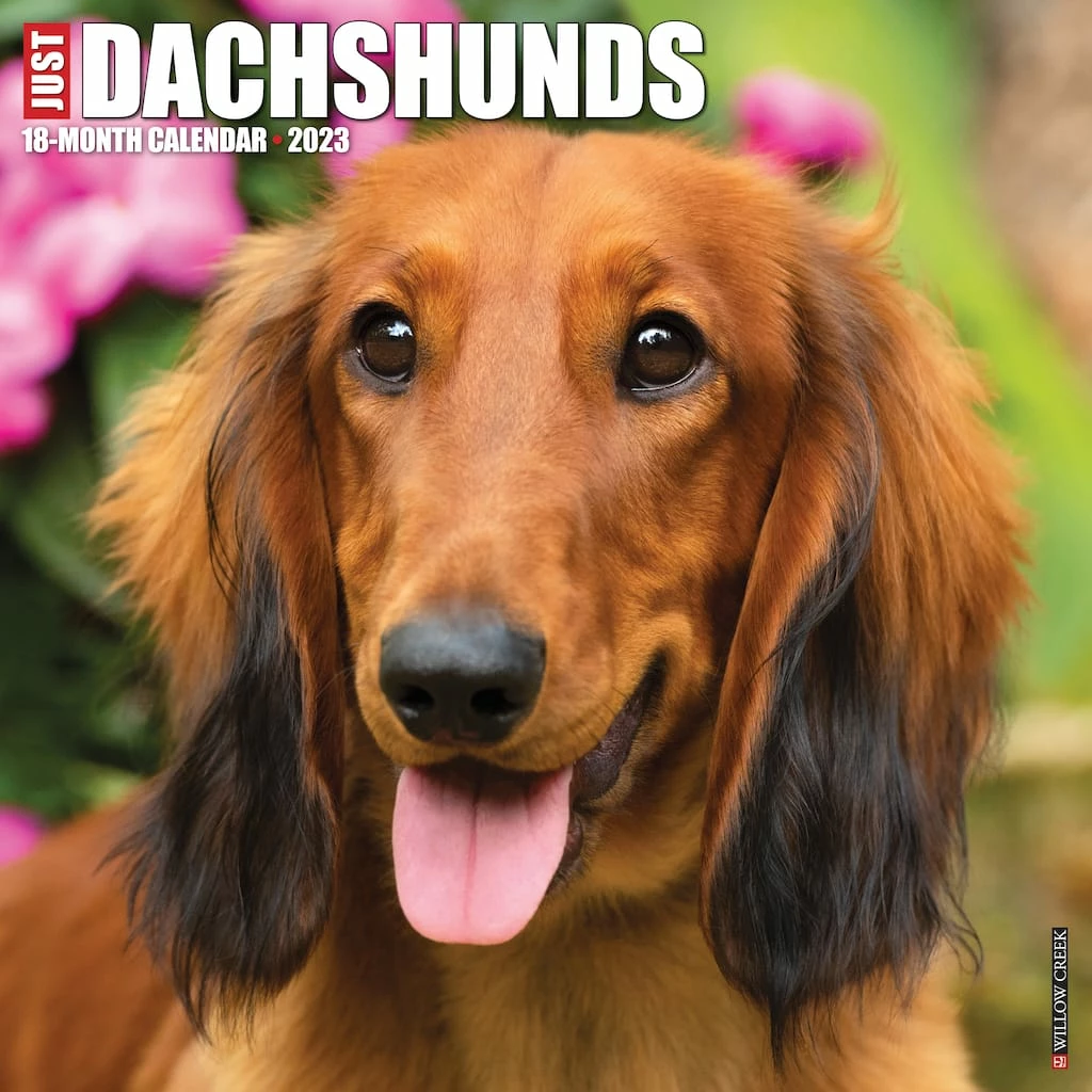 Flash Sale ❤️ 2023 Just Dachshunds Wall Calendar by Willow Creek Press 🧨 1 Flash Sale ❤️ 2023 Just Dachshunds Wall Calendar by Willow Creek Press 🧨