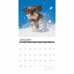 Flash Sale ❤️ 2023 Just Dachshunds Wall Calendar by Willow Creek Press 🧨 6 Flash Sale ❤️ 2023 Just Dachshunds Wall Calendar by Willow Creek Press 🧨 -Cheap Willow Creek Press Store D670052S 3