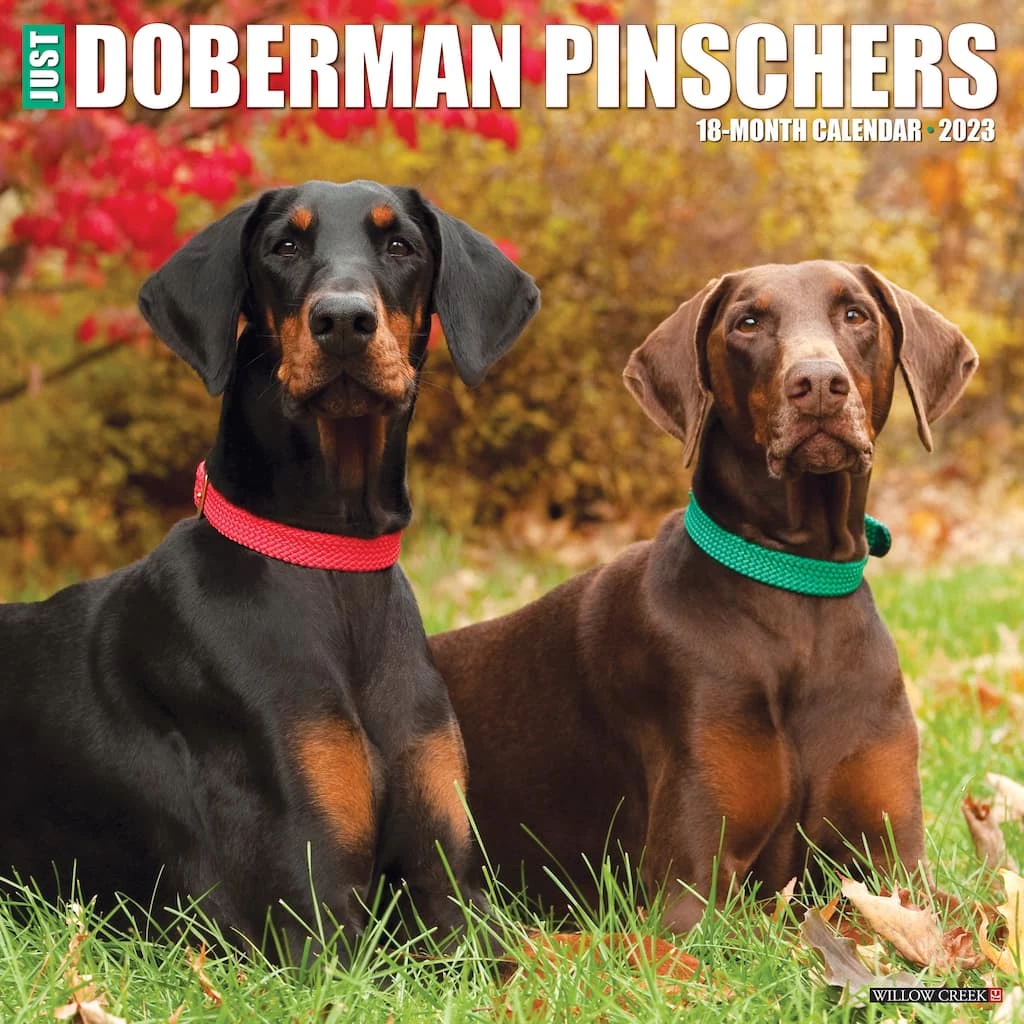 Buy 💯 2023 Just Doberman Pinschers Wall Calendar by Willow Creek Press 🥰 1 Buy 💯 2023 Just Doberman Pinschers Wall Calendar by Willow Creek Press 🥰