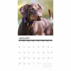 Buy 💯 2023 Just Doberman Pinschers Wall Calendar by Willow Creek Press 🥰 6 Buy 💯 2023 Just Doberman Pinschers Wall Calendar by Willow Creek Press 🥰 -Cheap Willow Creek Press Store D670053S 3