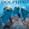 Budget 🧨 2023 Dolphins Wall Calendar by Willow Creek Press ❤️